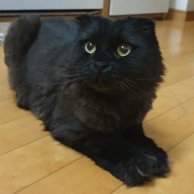 콩탄이