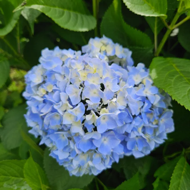 별이
