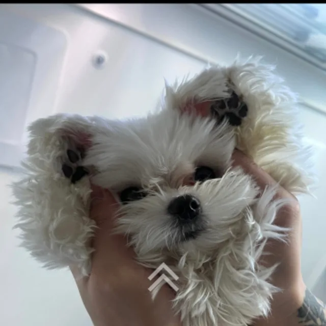 안우진
