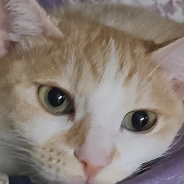 콩이봄이