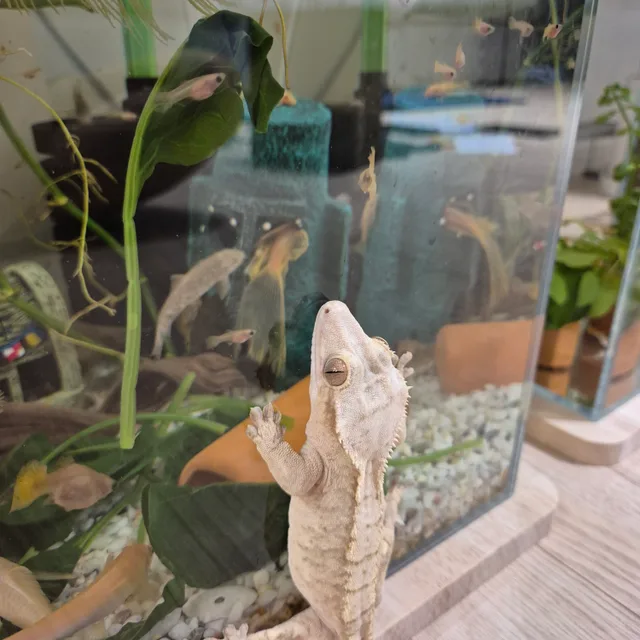 위쏘스
