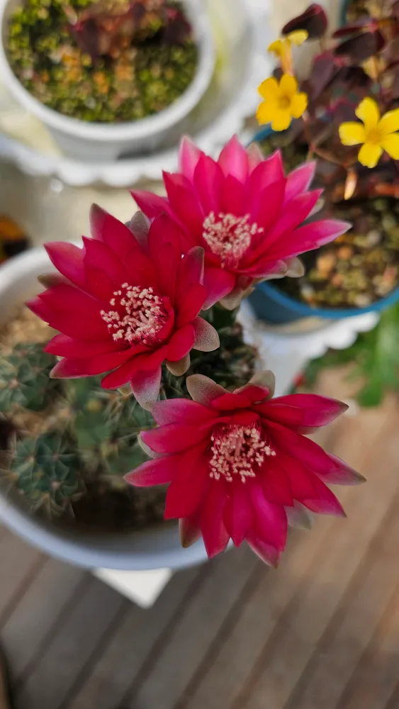 사랑초