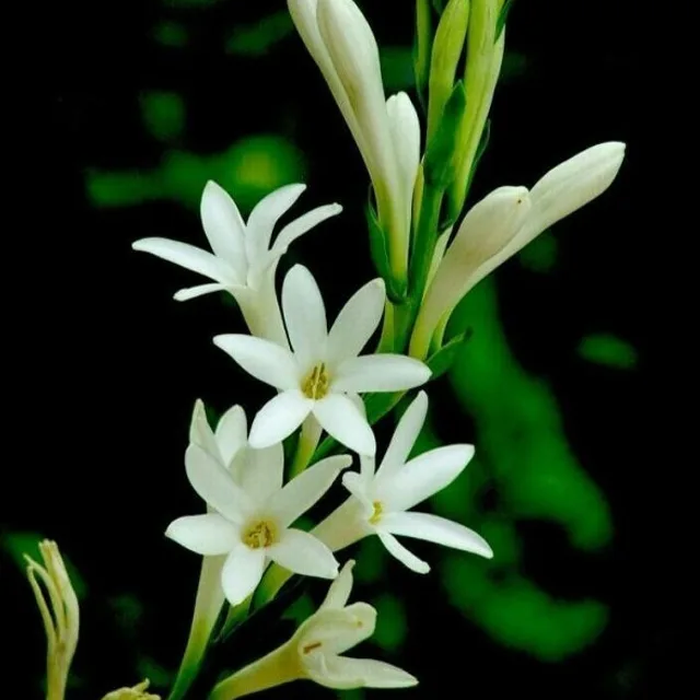 튜베로즈