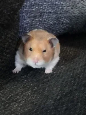 햄햄