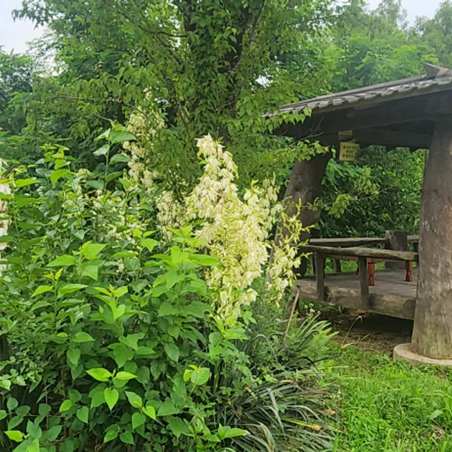 청아