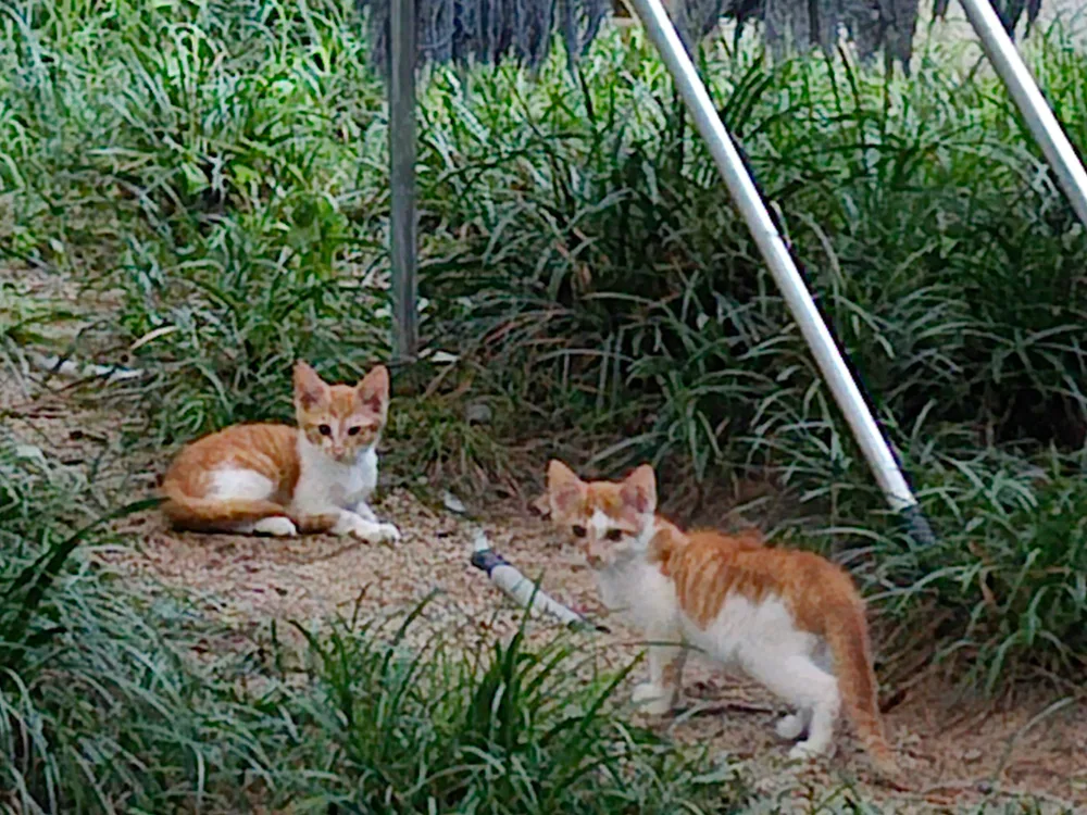 꼬맹이들