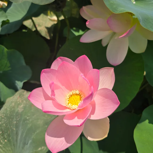 부모산