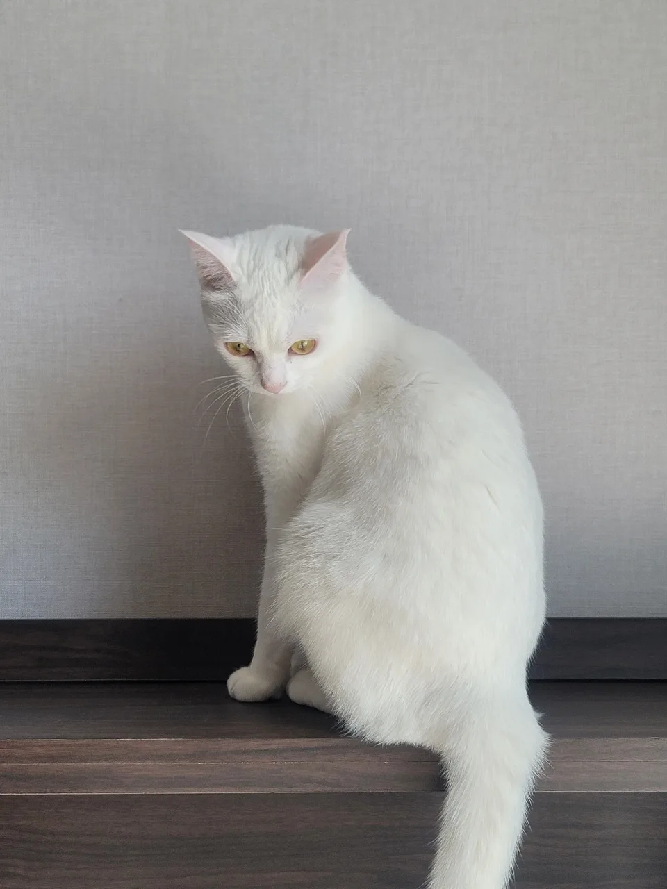 구름이