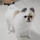 짜라탱구