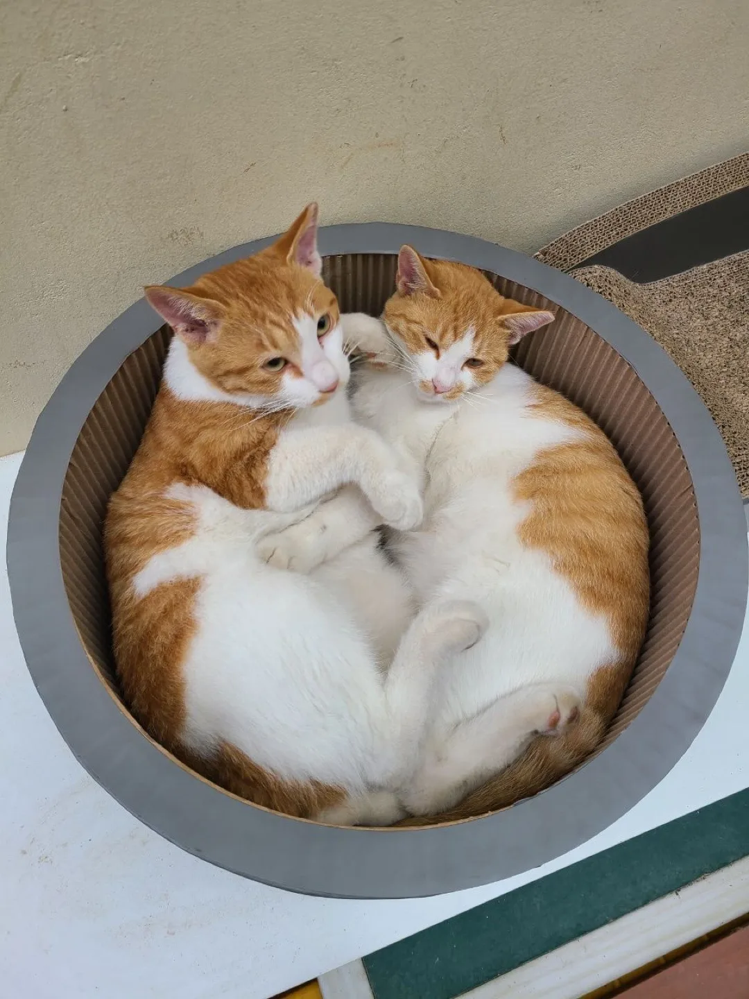 초뿡