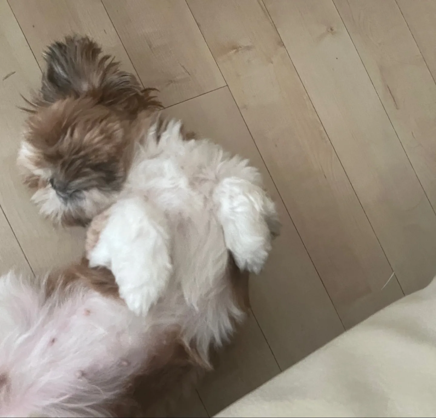 당근레페