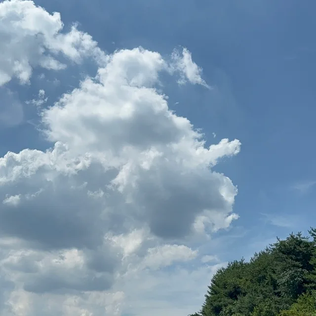 감자