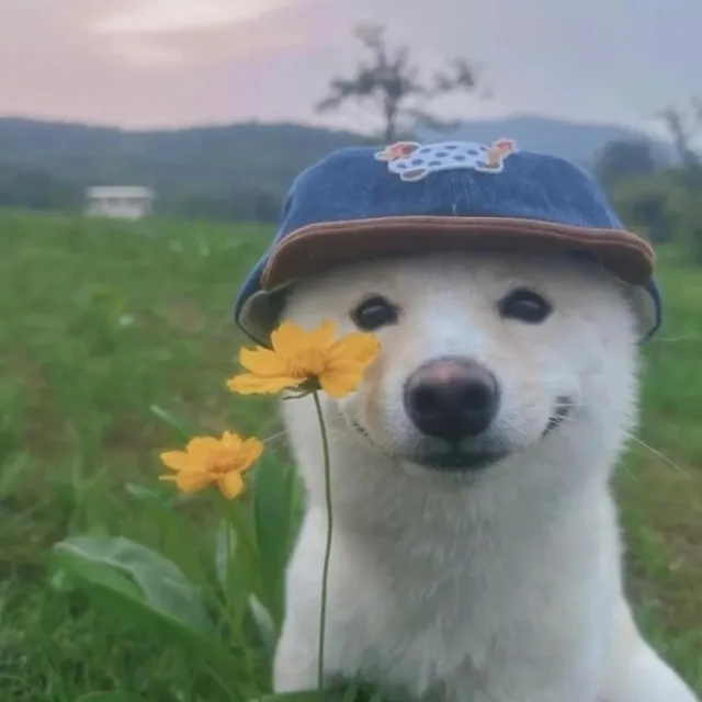 따봉