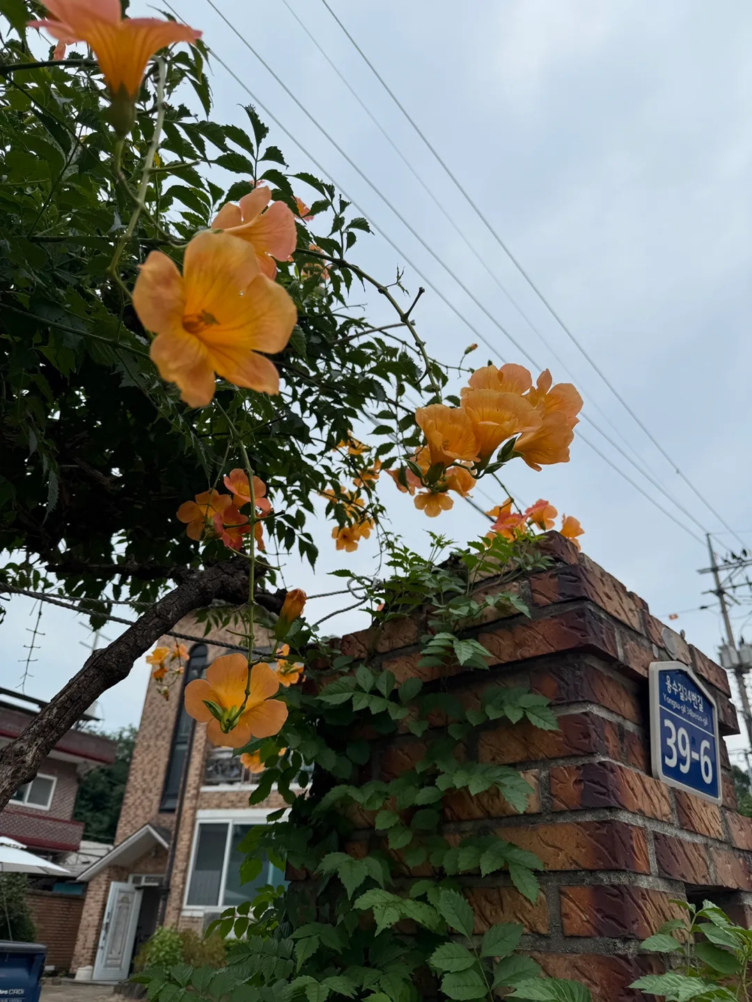 안녕하세룡
