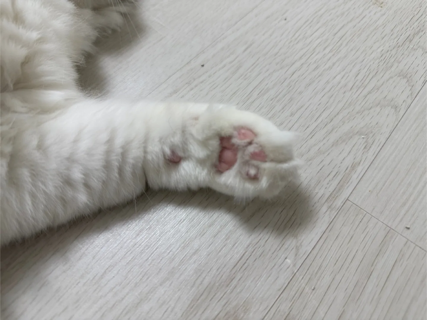 슬기로운당근펀치