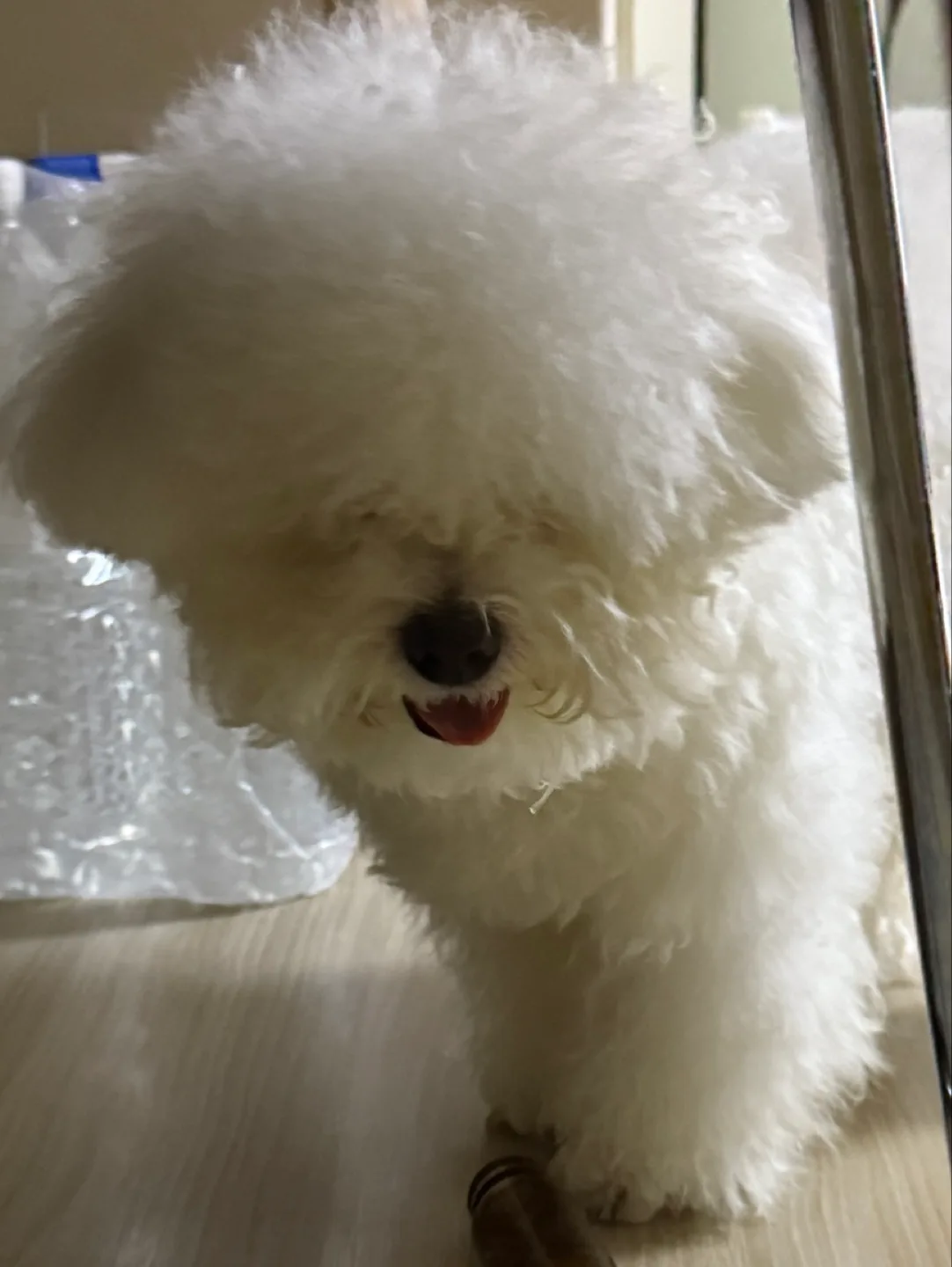 졔콩졔