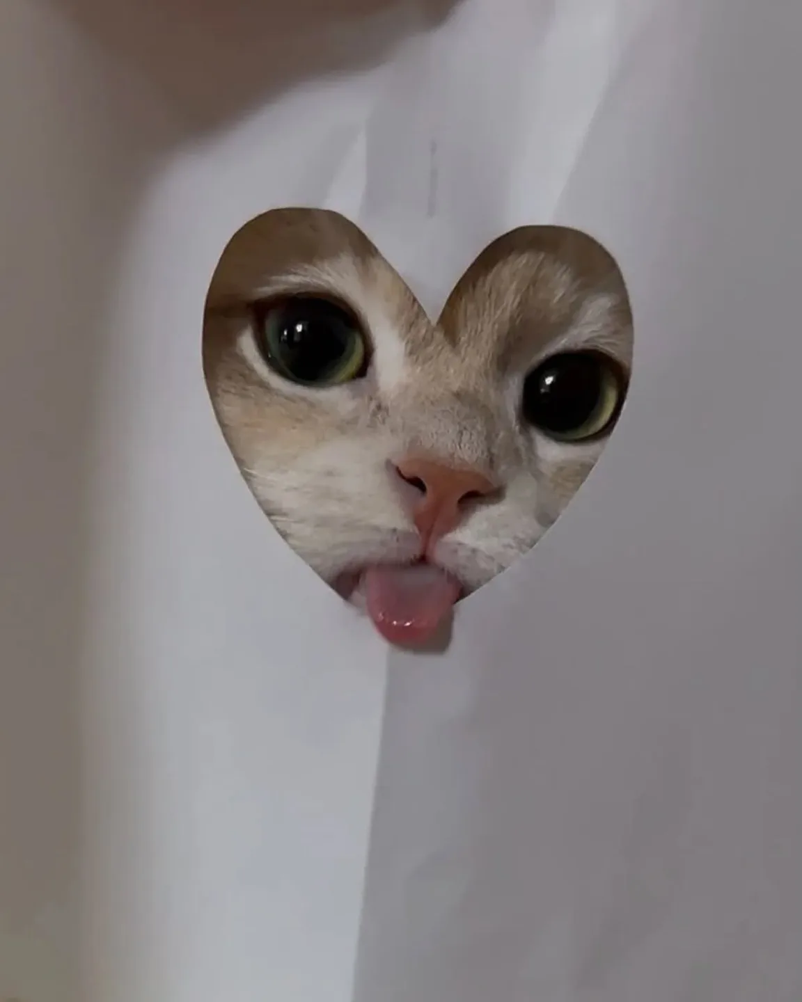 양심냥