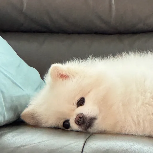 똥강아지