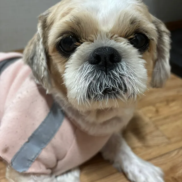 남부동아줌마