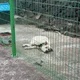 삥뽕