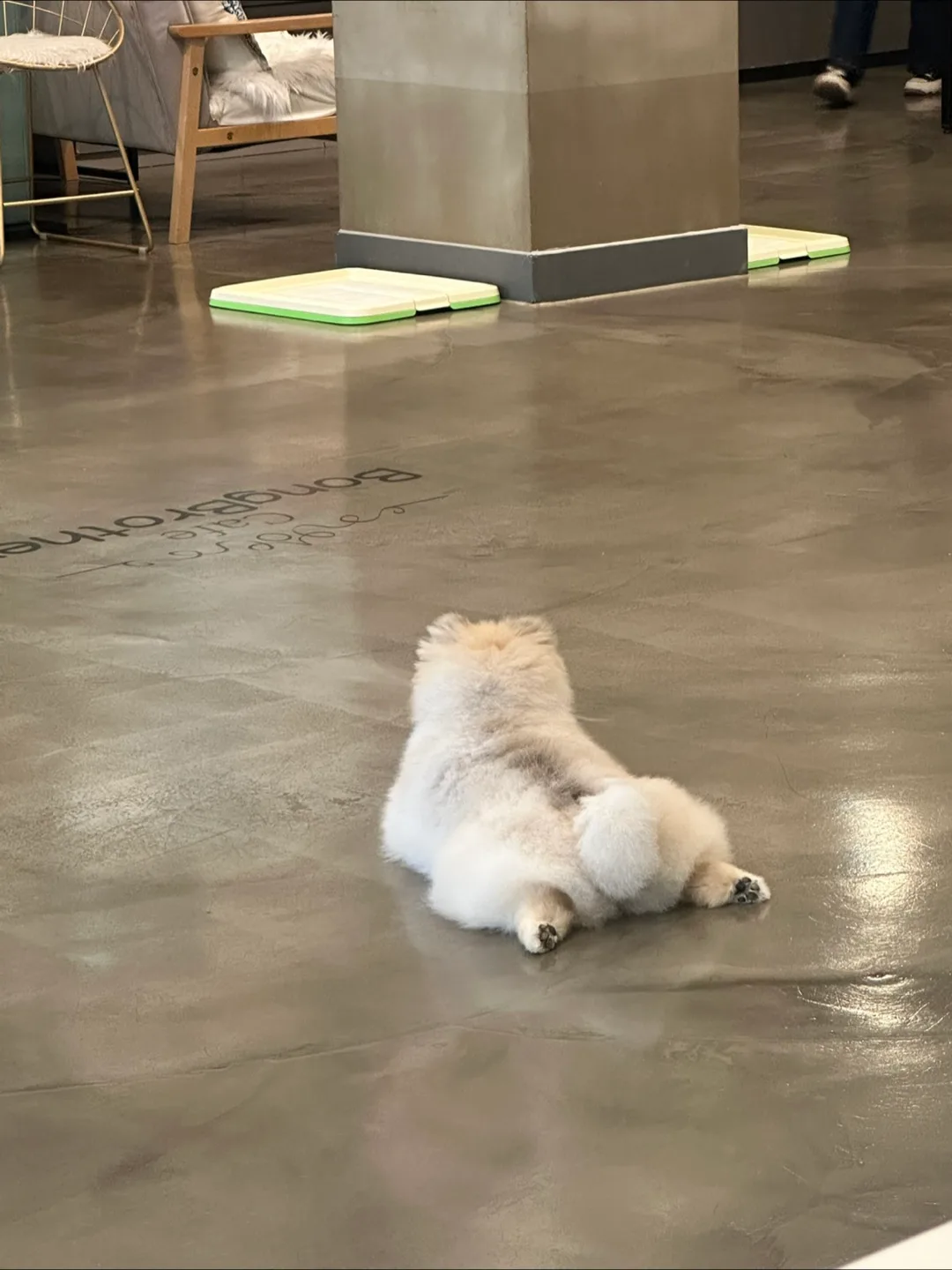 모아모아