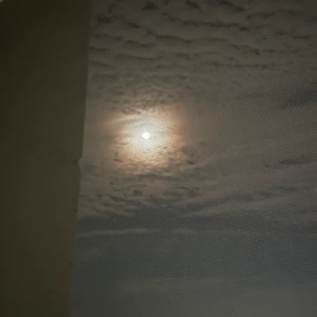 당근조아