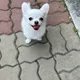 말주