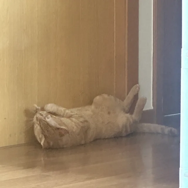 부디다다