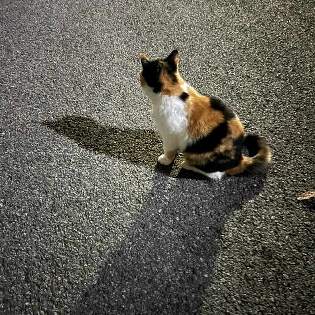 샤이닝스타즈