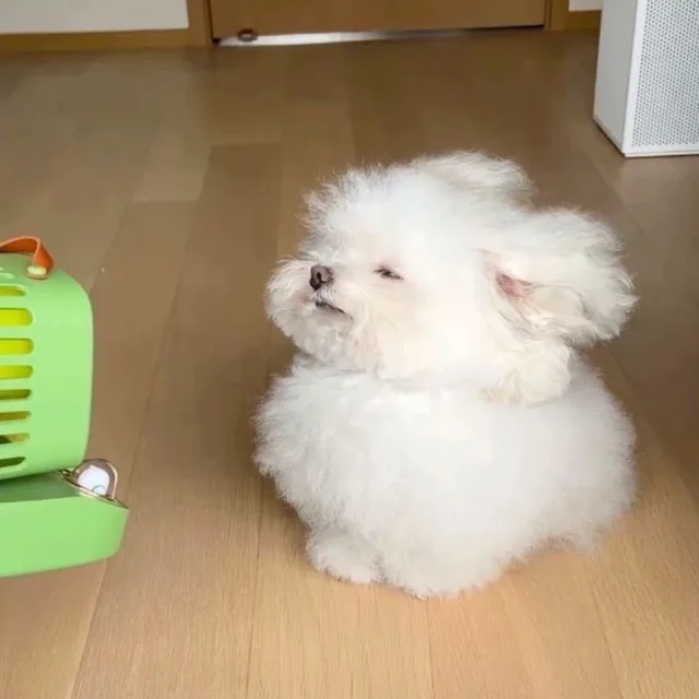 디아