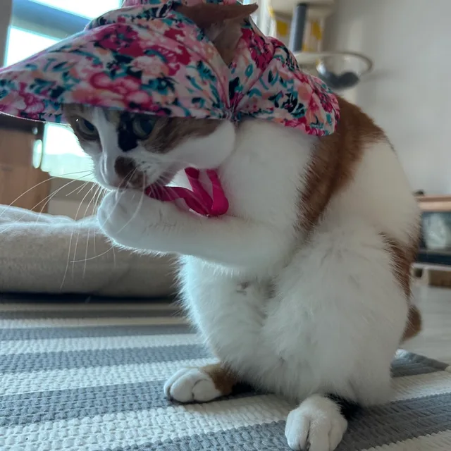 호탐두까