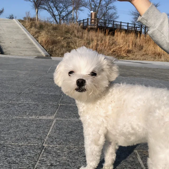다미츄