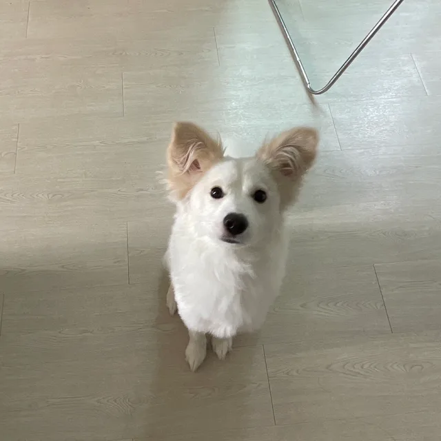 똥주집사