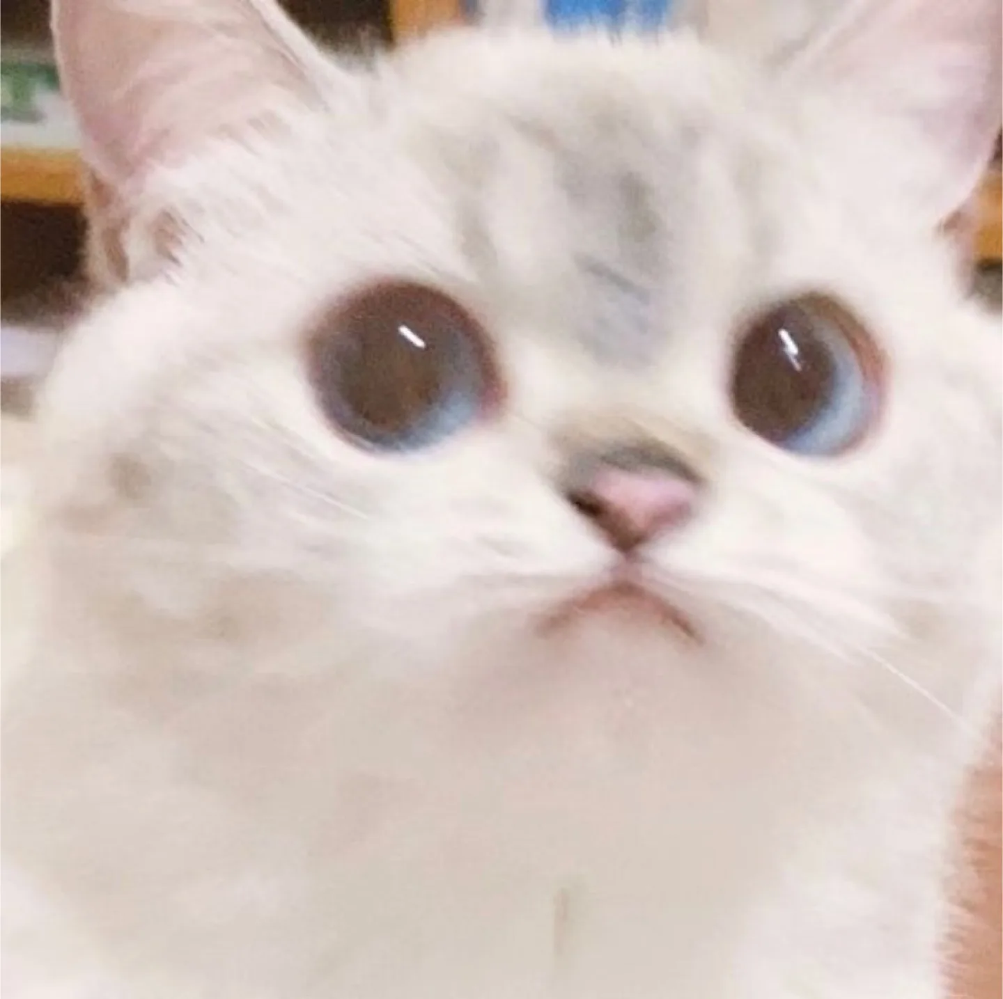 포도알