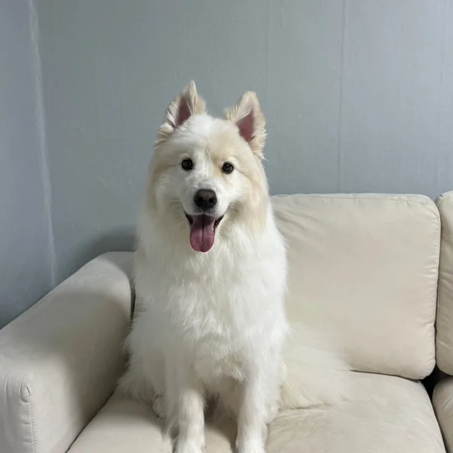 모설청