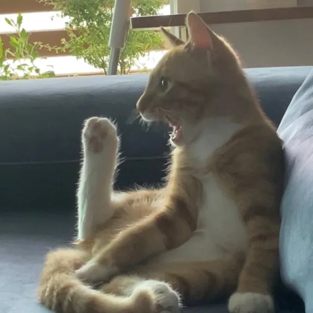 바니바니