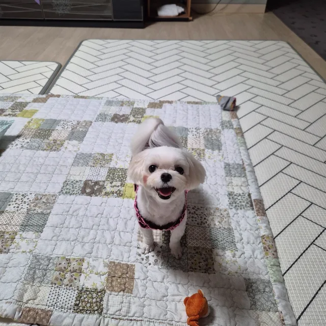 카라시스