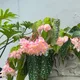 초로기