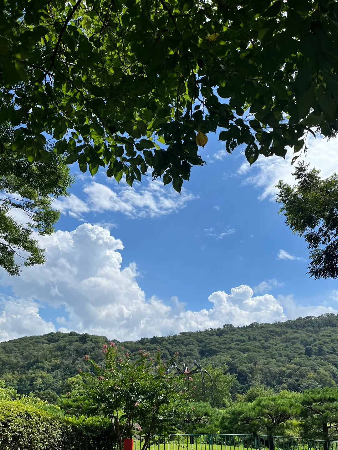 살구