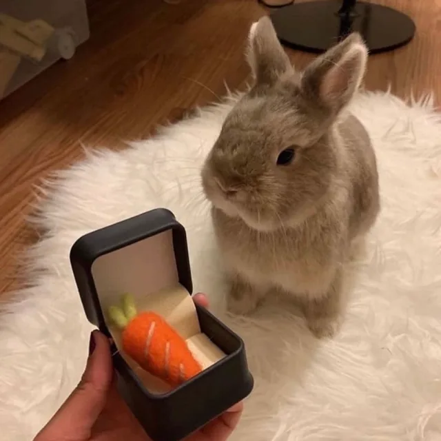 보들보들