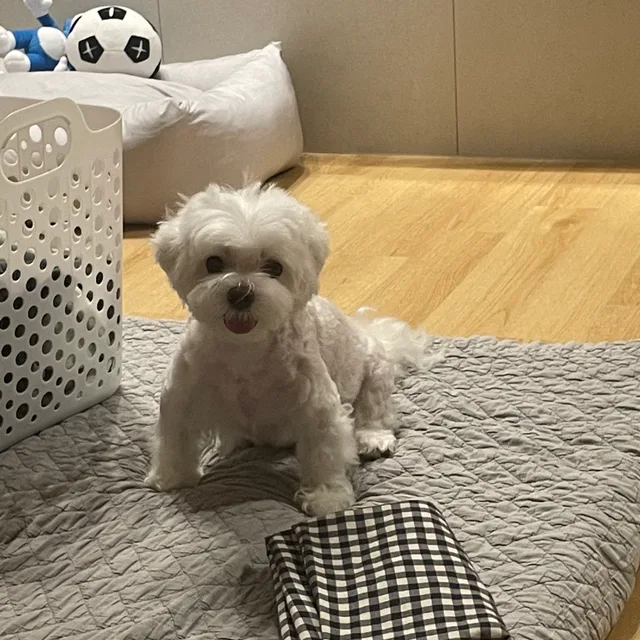 피터