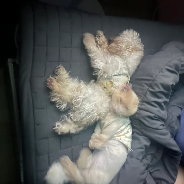 조하요