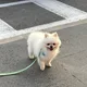 유미냐냥