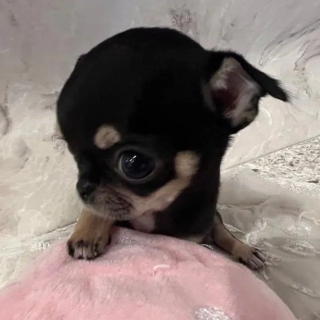 chae04