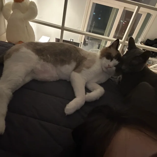 봄이콩이
