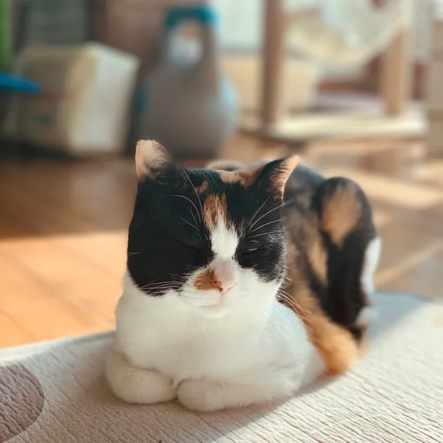 강나니