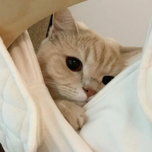 초코솜