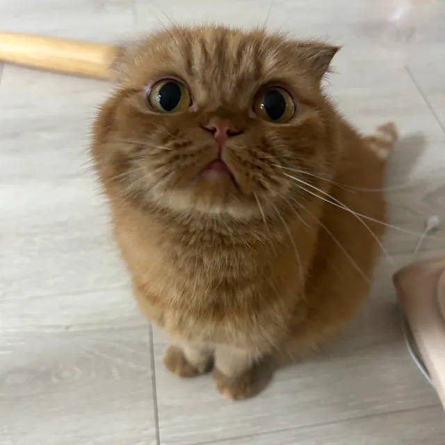 요를레이