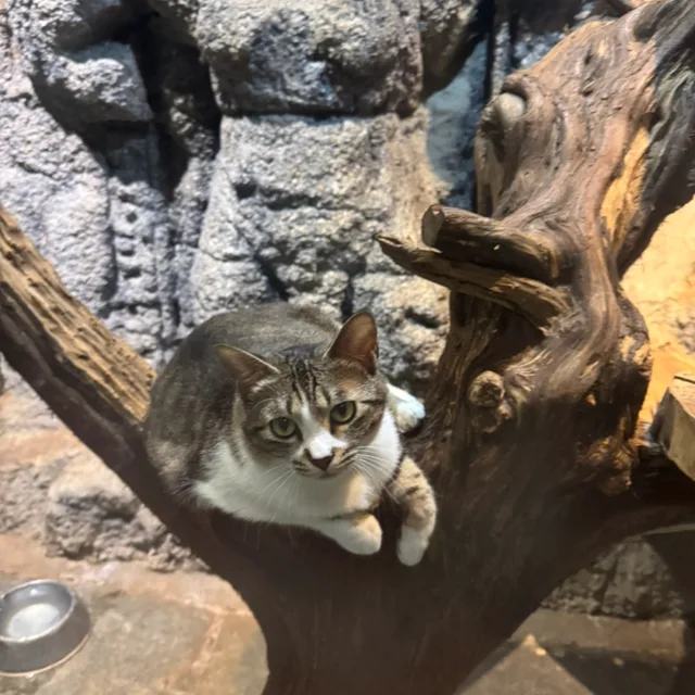 북북이