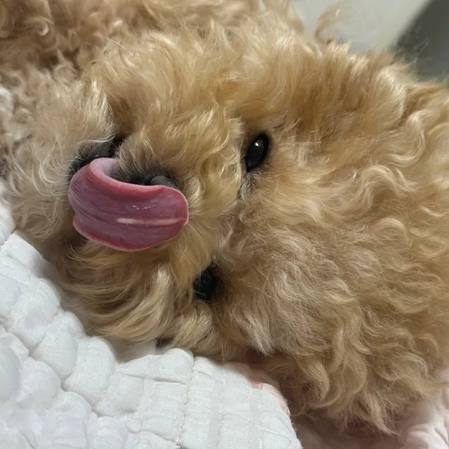 땅근